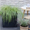 Plants by Frank | 6 Carex hachijoensis 'Evergold' XL | Siergrassen winterhard | 6x Ø 14 cm | vaste planten | Winterharde siergras