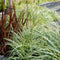 Plants by Frank | 6 Carex hachijoensis 'Evergold' XL | Siergrassen winterhard | 6x Ø 14 cm | vaste planten | Winterharde siergras