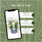 Plants by Frank | 6 Carex hachijoensis 'Evergold' XL | Siergrassen winterhard | 6x Ø 14 cm | vaste planten | Winterharde siergras