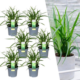 Plants by Frank | 6 Carex morrowi 'Irish Green XL | Siergrassen winterhard | 6x Ø 14 cm | vaste planten | Winterharde siergras