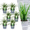 Plants by Frank | 6 Carex morrowi 'Irish Green XL | Siergrassen winterhard | 6x Ø 14 cm | vaste planten | Winterharde siergras