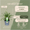 Plants by Frank | 6 Carex morrowi 'Irish Green XL | Siergrassen winterhard | 6x Ø 14 cm | vaste planten | Winterharde siergras