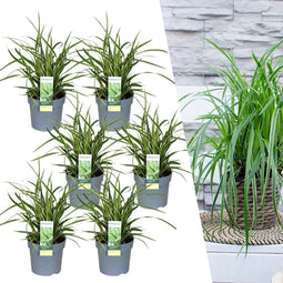 Plants by Frank | 6 Carex morrowii 'Ice Dance' XL | Siergrassen winterhard | 6x Ø 14 cm | vaste planten | Winterharde siergras