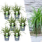 Plants by Frank | 6 Carex morrowii 'Ice Dance' XL | Siergrassen winterhard | 6x Ø 14 cm | vaste planten | Winterharde siergras