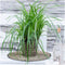 Plants by Frank | 6 Carex morrowii 'Ice Dance' XL | Siergrassen winterhard | 6x Ø 14 cm | vaste planten | Winterharde siergras