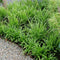Plants by Frank | 6 Carex morrowii 'Ice Dance' XL | Siergrassen winterhard | 6x Ø 14 cm | vaste planten | Winterharde siergras