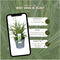Plants by Frank | 6 Carex morrowii 'Ice Dance' XL | Siergrassen winterhard | 6x Ø 14 cm | vaste planten | Winterharde siergras