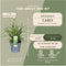 Plants by Frank | 6 Carex morrowii 'Ice Dance' XL | Siergrassen winterhard | 6x Ø 14 cm | vaste planten | Winterharde siergras