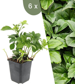 Plants by Frank | 6 Dikkemanskruid planten | Pachysandra terminalis | Winterharde bodembedekker planten | tuinplanten | Winterharde vaste planten meerjarig | Winterharde tuinplanten