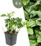 Plants by Frank | 6 Dikkemanskruid planten | Pachysandra terminalis | Winterharde bodembedekker planten | tuinplanten | Winterharde vaste planten meerjarig | Winterharde tuinplanten