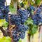Plants by Frank | 6 Druivenplanten | 100% Biologische Fruitplanten | Druiven | Tuinplanten | Winterharde Planten voor de Tuin
