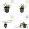 Plants by Frank | 6 Dwergmispel Planten | Cotoneaster dammeri | Winterharde bodembedekker planten | tuinplanten | Winterharde vaste planten meerjarig | Winterharde tuinplanten