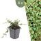 Plants by Frank | 6 Dwergmispel Planten | Cotoneaster praecox 'Queen of Carpets' | Winterharde bodembedekker planten | tuinplanten | Winterharde vaste planten meerjarig | Winterharde tuinplanten