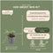 Plants by Frank | 6 Dwergmispel Planten | Cotoneaster praecox 'Queen of Carpets' | Winterharde bodembedekker planten | tuinplanten | Winterharde vaste planten meerjarig | Winterharde tuinplanten
