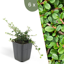 Plants by Frank | 6 Dwergmispel Planten | Cotoneaster praecox 'Streib's Findling' | Winterharde bodembedekker planten | tuinplanten | Winterharde vaste planten meerjarig | Winterharde tuinplanten