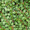 Plants by Frank | 6 Dwergmispel Planten | Cotoneaster praecox 'Streib's Findling' | Winterharde bodembedekker planten | tuinplanten | Winterharde vaste planten meerjarig | Winterharde tuinplanten