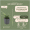 Plants by Frank | 6 Dwergmispel Planten | Cotoneaster praecox 'Streib's Findling' | Winterharde bodembedekker planten | tuinplanten | Winterharde vaste planten meerjarig | Winterharde tuinplanten