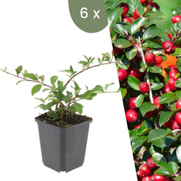 Plants by Frank | 6 Dwergmispel Planten | Cotoneaster suecicus 'Coral Beauty' | Winterharde bodembedekker planten | tuinplanten | Winterharde vaste planten meerjarig | Winterharde tuinplanten
