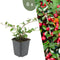 Plants by Frank | 6 Dwergmispel Planten | Cotoneaster suecicus 'Coral Beauty' | Winterharde bodembedekker planten | tuinplanten | Winterharde vaste planten meerjarig | Winterharde tuinplanten
