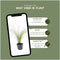 Plants by Frank | 6 Federgras planten | Stipa tenuissima 'Ponytails' | Winterharde bodembedekker planten | tuinplanten | Winterharde vaste planten meerjarig | Winterharde tuinplanten
