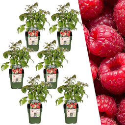 Plants by Frank | 6 Frambozenplanten | 100% Biologische Fruitplanten | Frambozen | Tuinplanten | Winterharde Planten voor de Tuin