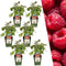 Plants by Frank | 6 Frambozenplanten | 100% Biologische Fruitplanten | Frambozen | Tuinplanten | Winterharde Planten voor de Tuin