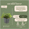 Plants by Frank | 6 Goudaardbei planten | Waldsteinia ternata | Winterharde bodembedekker planten | tuinplanten | Winterharde vaste planten meerjarig | Winterharde tuinplanten