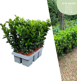 Plants by Frank | 6 Groene Kardinaalsmuts Haagplanten | Euonymus japonicus 'Green Spire' | Buxusvervanger | Winterharde haagplanten | Groenblijvende haag