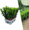 Plants by Frank | 6 Groene Kardinaalsmuts Haagplanten | Euonymus japonicus 'Green Spire' | Buxusvervanger | Winterharde haagplanten | Groenblijvende haag