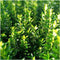 Plants by Frank | 6 Groene Kardinaalsmuts Planten | Euonymus japonicus 'Green Spire' | Winterharde bodembedekker planten | tuinplanten | Winterharde vaste planten meerjarig | Winterharde tuinplanten