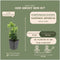 Plants by Frank | 6 Groene Kardinaalsmuts Planten | Euonymus japonicus 'Green Spire' | Winterharde bodembedekker planten | tuinplanten | Winterharde vaste planten meerjarig | Winterharde tuinplanten