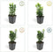 Plants by Frank | 6 Groene Kardinaalsmuts Planten | Euonymus japonicus 'Green Spire' | Winterharde bodembedekker planten | tuinplanten | Winterharde vaste planten meerjarig | Winterharde tuinplanten
