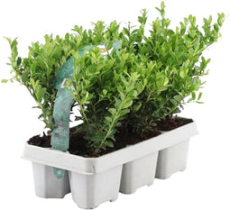 Plants by Frank - 6 hulstplanten winterhard | 24 x Ø7 cm - 15 cm | Ilex crenata Jenny | hulstplanten | haagplanten | buxus vervanger | Tuinplanten | Planten