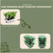 Plants by Frank - 6 hulstplanten winterhard | 24 x Ø7 cm - 15 cm | Ilex crenata Jenny | hulstplanten | haagplanten | buxus vervanger | Tuinplanten | Planten