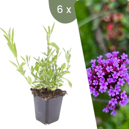 Plants by Frank | 6 Ijzerhard planten | Verbena bonariensis | Winterharde bodembedekker planten | tuinplanten | Winterharde vaste planten meerjarig | Winterharde tuinplanten