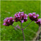 Plants by Frank | 6 Ijzerhard planten | Verbena bonariensis | Winterharde bodembedekker planten | tuinplanten | Winterharde vaste planten meerjarig | Winterharde tuinplanten
