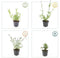 Plants by Frank | 6 Ijzerhard planten | Verbena bonariensis | Winterharde bodembedekker planten | tuinplanten | Winterharde vaste planten meerjarig | Winterharde tuinplanten