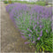 Plants by Frank | 6 kattenkruid planten | Nepeta 'Walker's Low' | Winterharde bodembedekker planten | tuinplanten | Winterharde vaste planten meerjarig | Winterharde tuinplanten