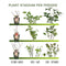 Plants by Frank | 6 Kiwi Plants | 100% Organic Fruit Plants | Kiwi Berries