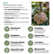 Plants by Frank | 6 Kiwi Plants | 100% Organic Fruit Plants | Kiwi Berries