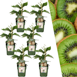 Plants by Frank | 6 Kiwi Plants | 100% Organic Fruit Plants | Kiwi Berries