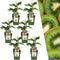 Plants by Frank | 6 Kiwi Plants | 100% Organic Fruit Plants | Kiwi Berries