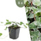 Plants by Frank | 6 Klimopplanten | Hedera helix 'Glacier' | Winterharde bodembedekker planten | tuinplanten | Winterharde vaste planten meerjarig | Winterharde tuinplanten