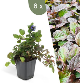 Plants by Frank | 6 Kruipend zenegroen planten | Ajuga reptans | bodembedekkers Winterhard | Winterharde planten voor de tuin | Winterharde vaste planten | Winterharde tuinplanten