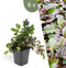 Plants by Frank | 6 Kruipend zenegroen planten | Ajuga reptans | bodembedekkers Winterhard | Winterharde planten voor de tuin | Winterharde vaste planten | Winterharde tuinplanten