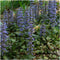 Plants by Frank | 6 Kruipend zenegroen planten | Ajuga reptans | bodembedekkers Winterhard | Winterharde planten voor de tuin | Winterharde vaste planten | Winterharde tuinplanten
