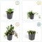 Plants by Frank | 6 Kruipend zenegroen planten | Ajuga reptans | bodembedekkers Winterhard | Winterharde planten voor de tuin | Winterharde vaste planten | Winterharde tuinplanten