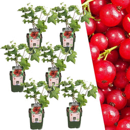 Plants by Frank | 6 Kruisbessenplanten | 100% Biologische Fruitplanten | Kruisbessen | Tuinplanten | Winterharde Planten voor de Tuin