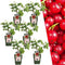 Plants by Frank | 6 Kruisbessenplanten | 100% Biologische Fruitplanten | Kruisbessen | Tuinplanten | Winterharde Planten voor de Tuin