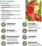 Plants by Frank | 6 Kruisbessenplanten | 100% Biologische Fruitplanten | Kruisbessen | Tuinplanten | Winterharde Planten voor de Tuin